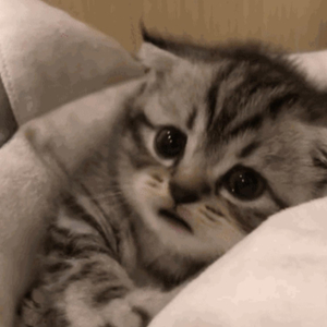 朴善宇视频原版在线观看
